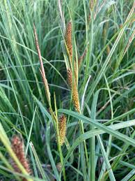 Attēlu rezultāti vaicājumam “Carex rostrata”