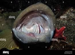 Image result for Zoarces americanus