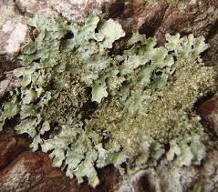 Attēlu rezultāti vaicājumam “Parmelia submontana”