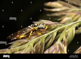 Attēlu rezultāti vaicājumam “Rhogogaster picta”