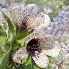 Attēlu rezultāti vaicājumam “Hyoscyamus niger flower”