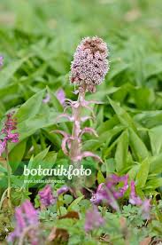 Attēlu rezultāti vaicājumam “Petasites hybridus flower”
