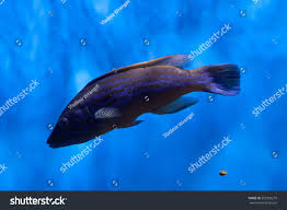 Image result for Labrus mixtus