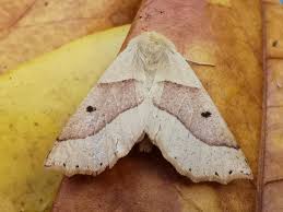 Attēlu rezultāti vaicājumam “Crocallis elinguaria larva”