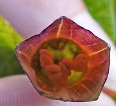 Attēlu rezultāti vaicājumam “Oenothera rubricauli bud”