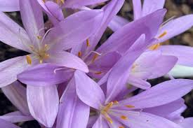 Attēlu rezultāti vaicājumam “Colchicum autumnale”