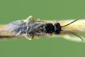 Attēlu rezultāti vaicājumam “Pontania proxima”