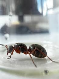 Attēlu rezultāti vaicājumam “Formica rufa pupa”