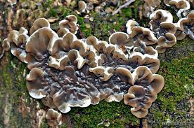 Attēlu rezultāti vaicājumam “Auricularia mesenterica”