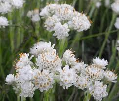 Attēlu rezultāti vaicājumam “Antennaria dioica female flower”