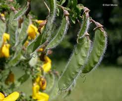 Attēlu rezultāti vaicājumam “Cytisus scoparius flower”