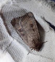 Attēlu rezultāti vaicājumam “Caradrina morpheus”