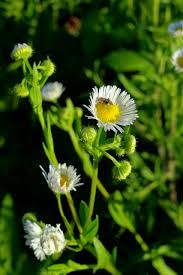 Attēlu rezultāti vaicājumam “Erigeron annuus flower”