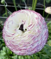 Attēlu rezultāti vaicājumam “Ranunculus elatior flower”