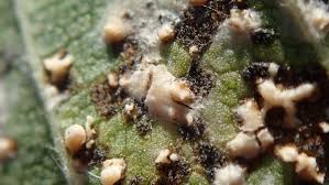 Attēlu rezultāti vaicājumam “Mycosphaerella ulmi”