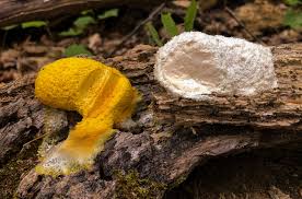 Attēlu rezultāti vaicājumam “Fuligo candida plasmodium”