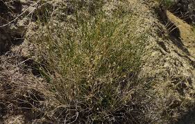 Attēlu rezultāti vaicājumam “Arenaria procera bud”