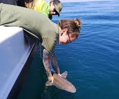 Image result for South Axholme Sharks Asc