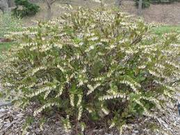 Attēlu rezultāti vaicājumam “Chamaedaphne calyculata”