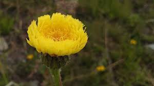 Attēlu rezultāti vaicājumam “Hypochaeris maculata”