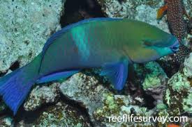 Image result for Scarus ferrugineus