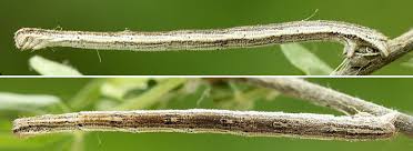 Attēlu rezultāti vaicājumam “Rhodostrophia vibicaria”