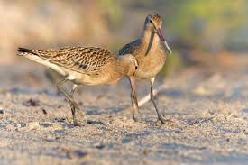 Attēlu rezultāti vaicājumam “Limosa lapponica adult”