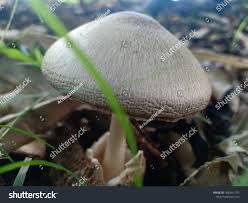 Attēlu rezultāti vaicājumam “Collybia tuberosa”