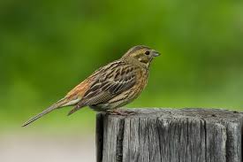 Attēlu rezultāti vaicājumam “Emberiza citrinella juvenile”