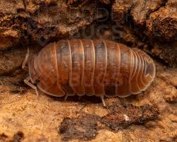 Attēlu rezultāti vaicājumam “Isomira murina”