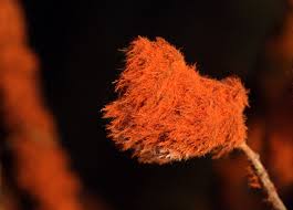 Attēlu rezultāti vaicājumam “Trentepohlia sp.”