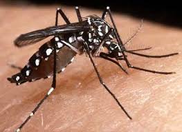 Pernambuco soma 6.011 casos de dengue e 54 de leptospirose – Pernambuco.com