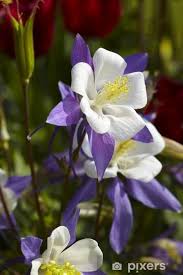 Image result for Akelei