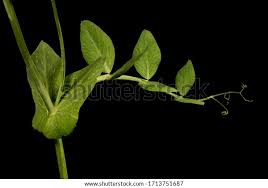 Attēlu rezultāti vaicājumam “Pisum sativum leaf”