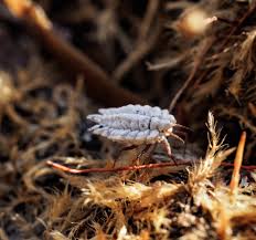 Attēlu rezultāti vaicājumam “Orthezia urticae”