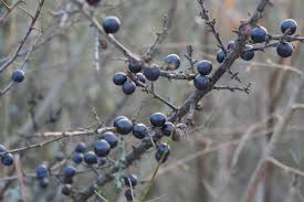 Attēlu rezultāti vaicājumam “Prunus spinosa”