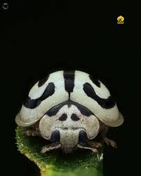 Attēlu rezultāti vaicājumam “Comatricha nigra macro”