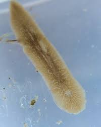 Attēlu rezultāti vaicājumam “Drepanocladus aduncus var. polycarpon”