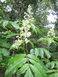 Attēlu rezultāti vaicājumam “Sambucus racemosa leaf”