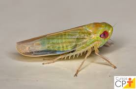 Attēlu rezultāti vaicājumam “Empoasca sp.”