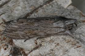 Attēlu rezultāti vaicājumam “Cucullia lucifuga”