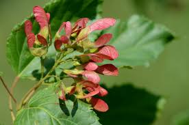 Attēlu rezultāti vaicājumam “Acer tataricum bud”