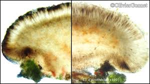 Attēlu rezultāti vaicājumam “Bilimbia tetramera”