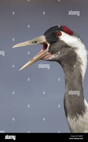 Attēlu rezultāti vaicājumam “Grus grus adult”