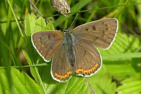 Attēlu rezultāti vaicājumam “Lycaena alciphron underside”