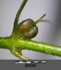 Attēlu rezultāti vaicājumam “Callitriche cophocarpa”