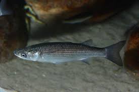 Image result for Chelon labrosus