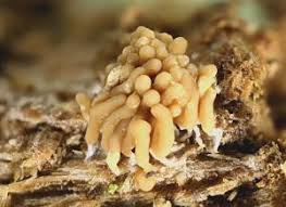 Attēlu rezultāti vaicājumam “Heterotrichia obvelata (syn. Arcyria obvelata) young”