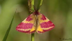 Attēlu rezultāti vaicājumam “Lythria cruentaria”