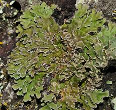 Attēlu rezultāti vaicājumam “Physconia detersa”